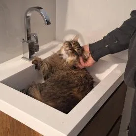 Mushybush thumbnail 3