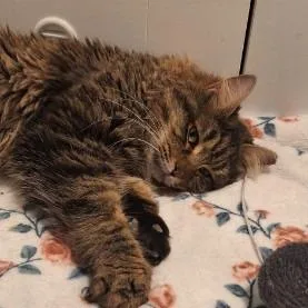 Mushybush thumbnail 4