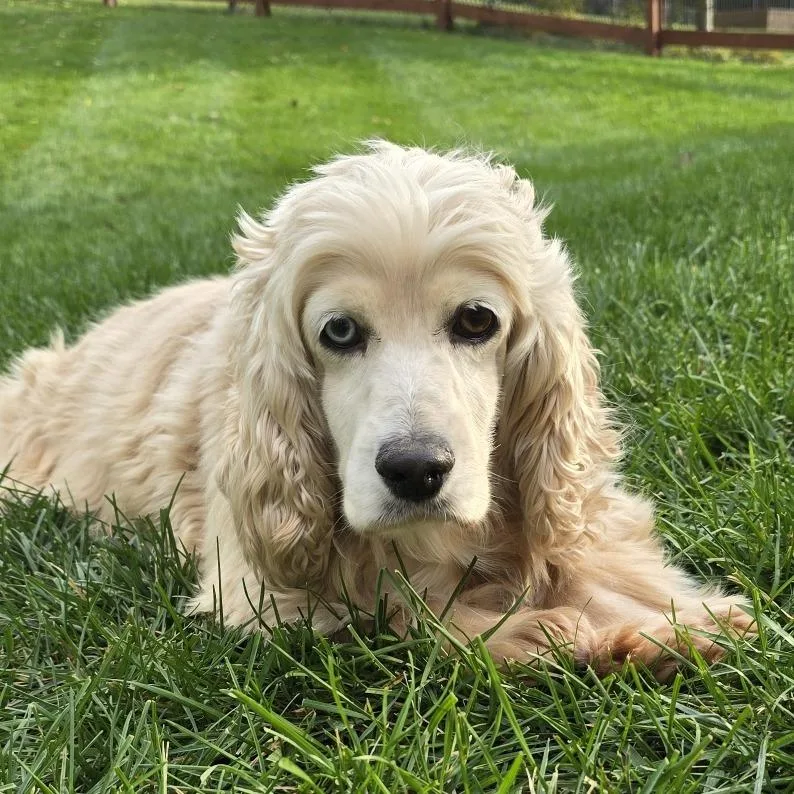 A senior medium-sized female Cocker Spaniel dog named Autumn for adoption in Cincinnati, OH