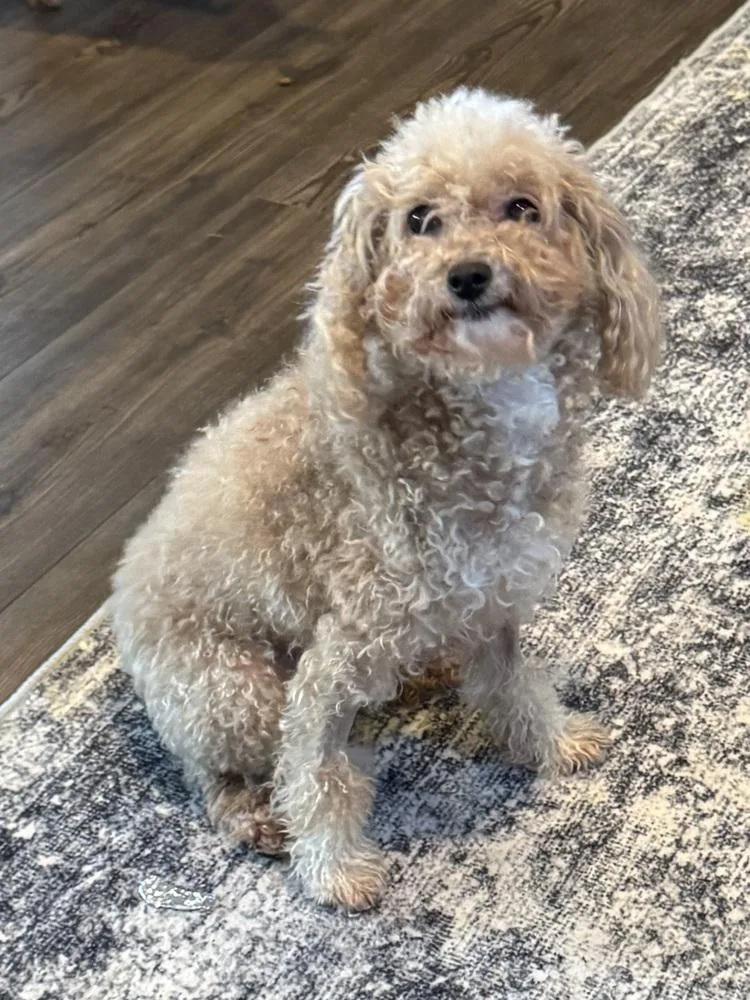 Maltipoo  Laikyn thumbnail 3