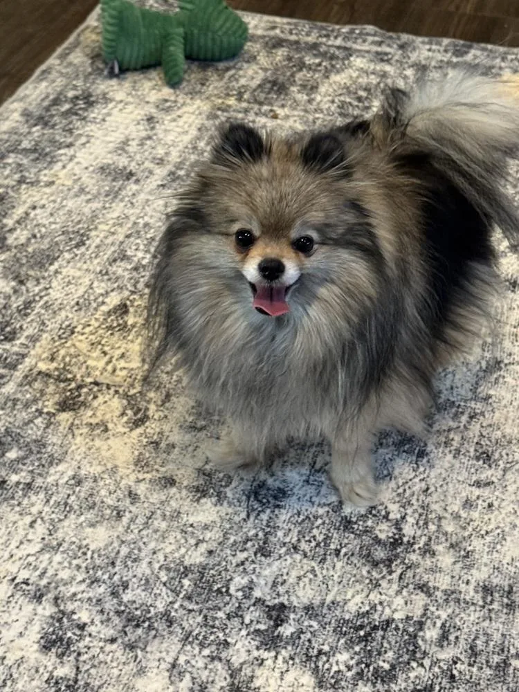 Pomeranian  Lark thumbnail 3