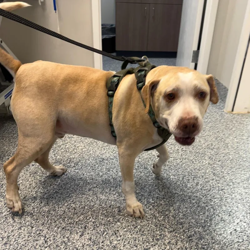 Hank Williams thumbnail 3