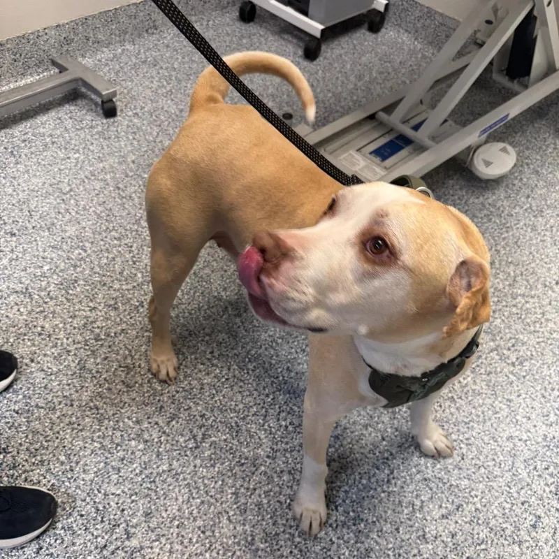 Hank Williams thumbnail 4