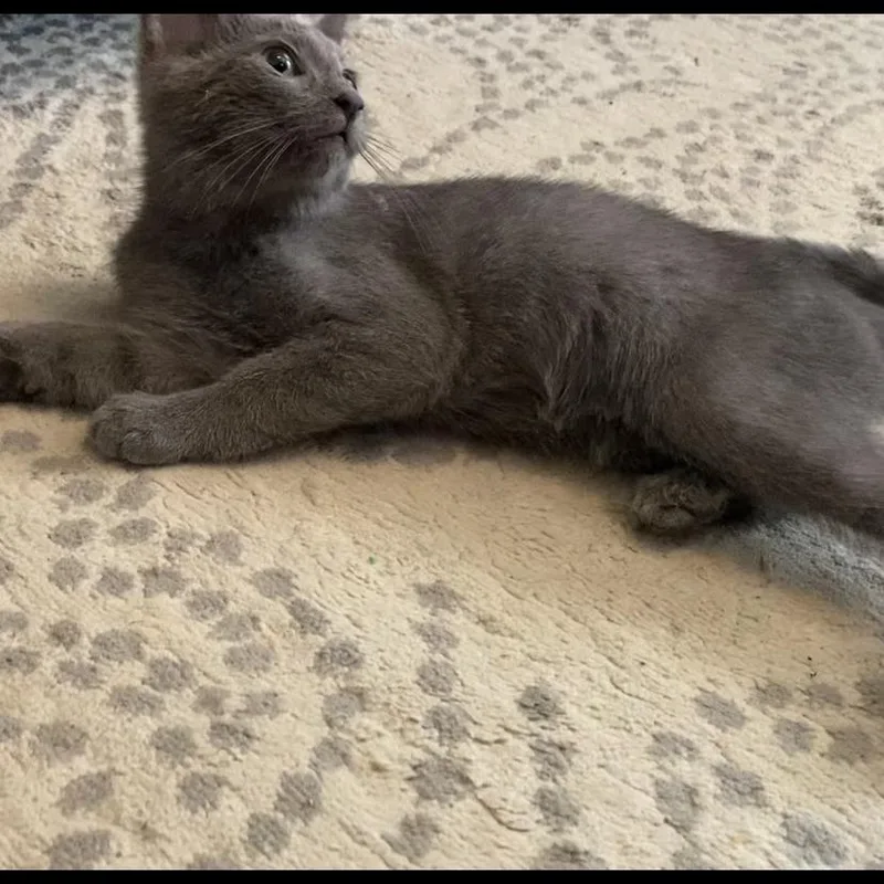 Snackjar thumbnail 2