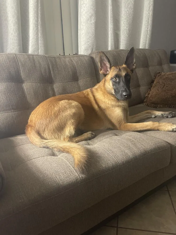 Darko Located In Az thumbnail 3