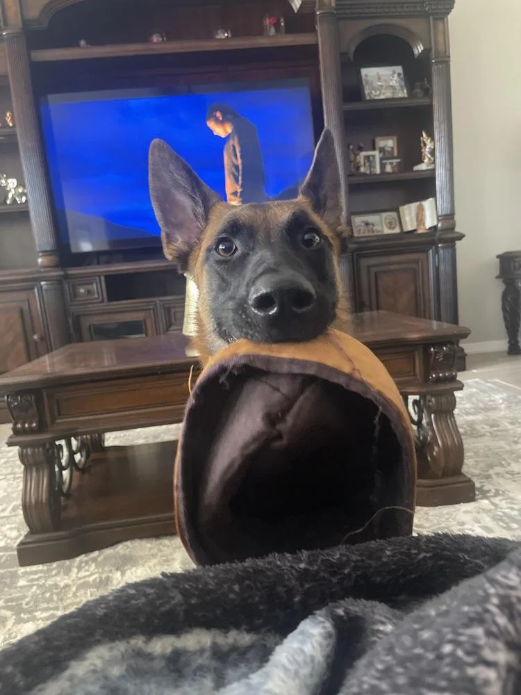 Darko Located In Az thumbnail 4