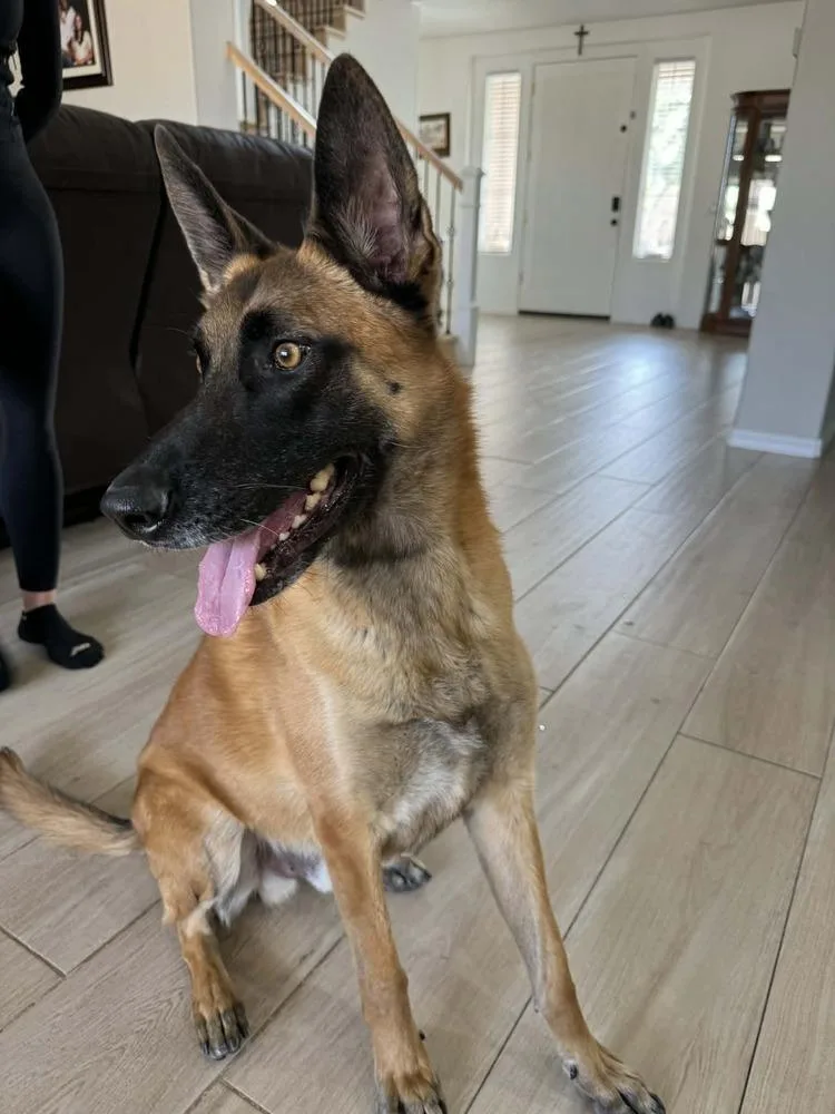 Darko Located In Az thumbnail 6