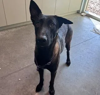 Scout  Located In thumbnail 2