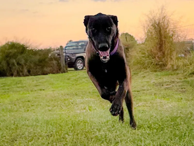 Scout  Located In thumbnail 3