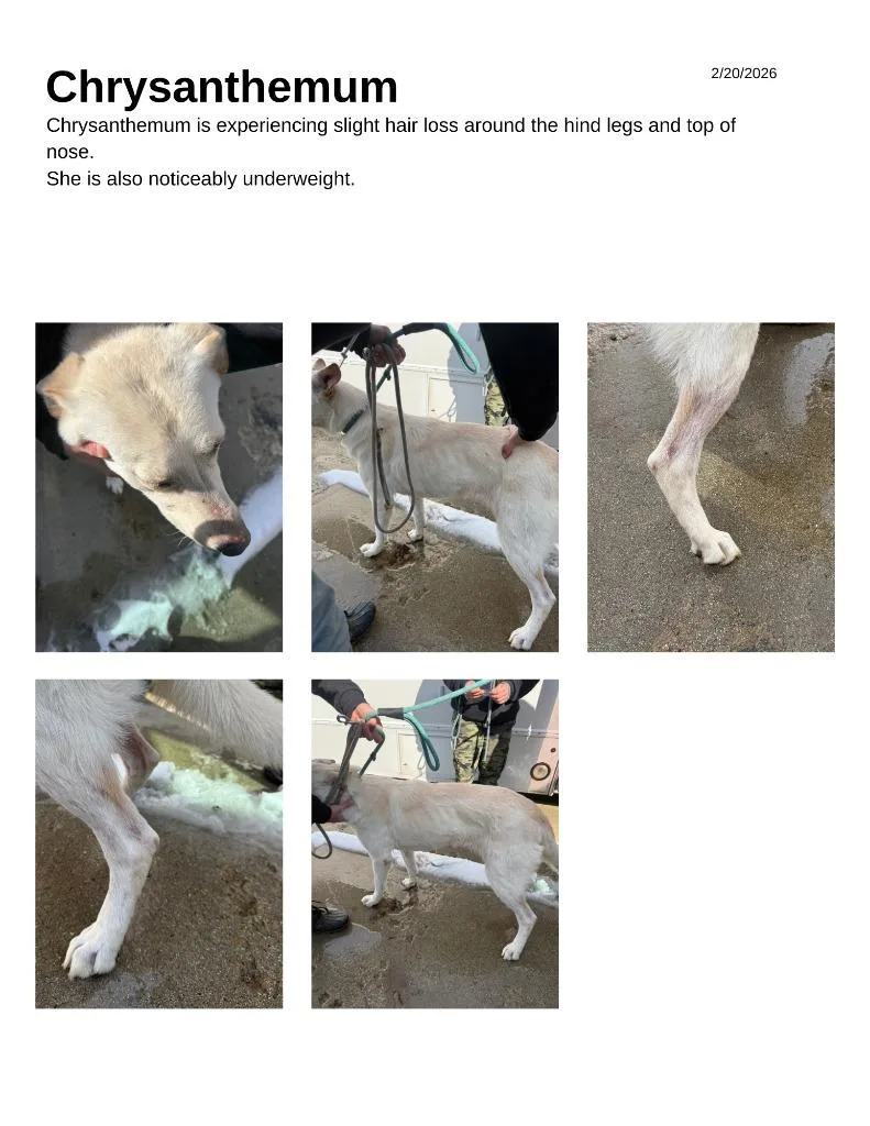 Chrysanthemum thumbnail 2