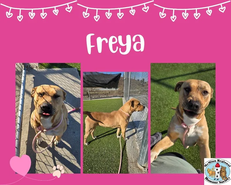 Freya thumbnail 5