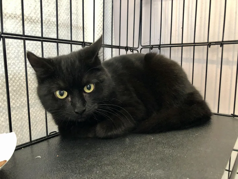 Cardigan thumbnail 3