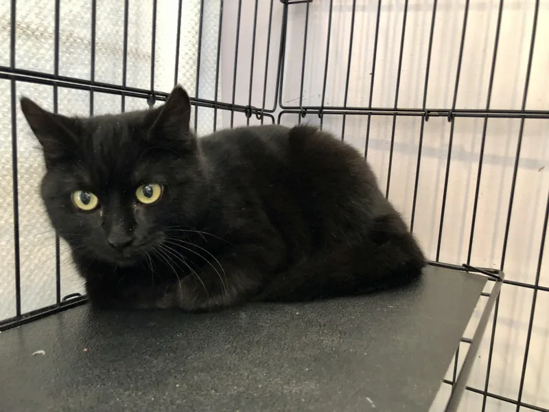 Cardigan thumbnail 4