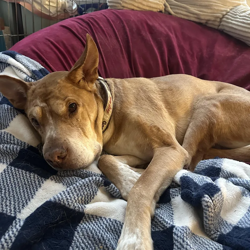 Danny Boy thumbnail 2