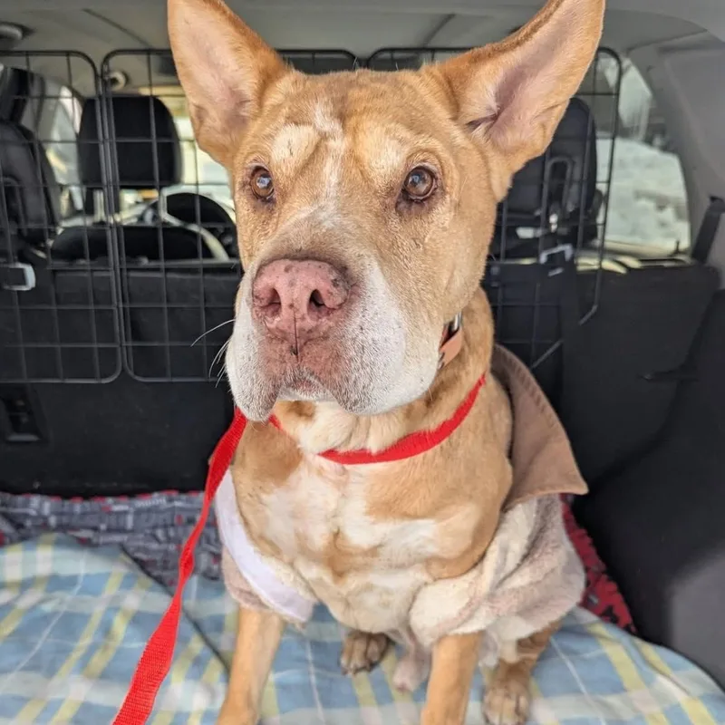 Danny Boy thumbnail 3