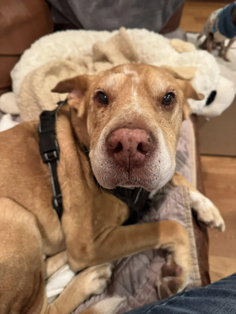 Danny Boy thumbnail 4