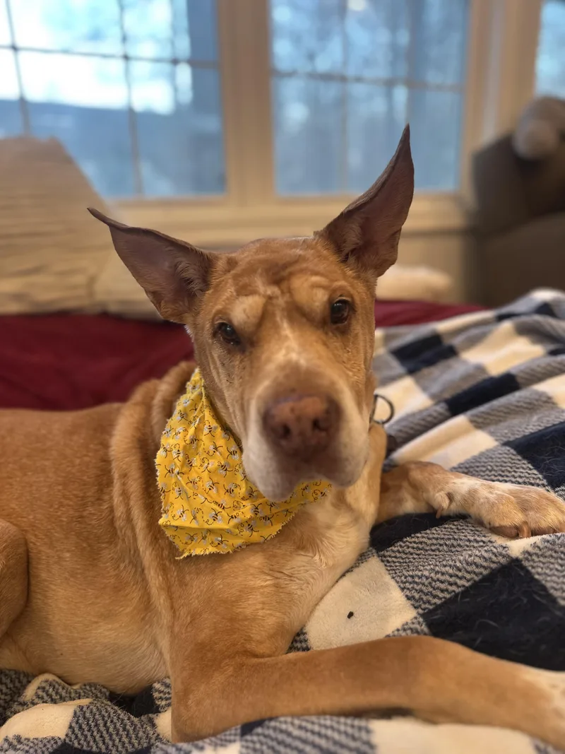 Danny Boy thumbnail 5