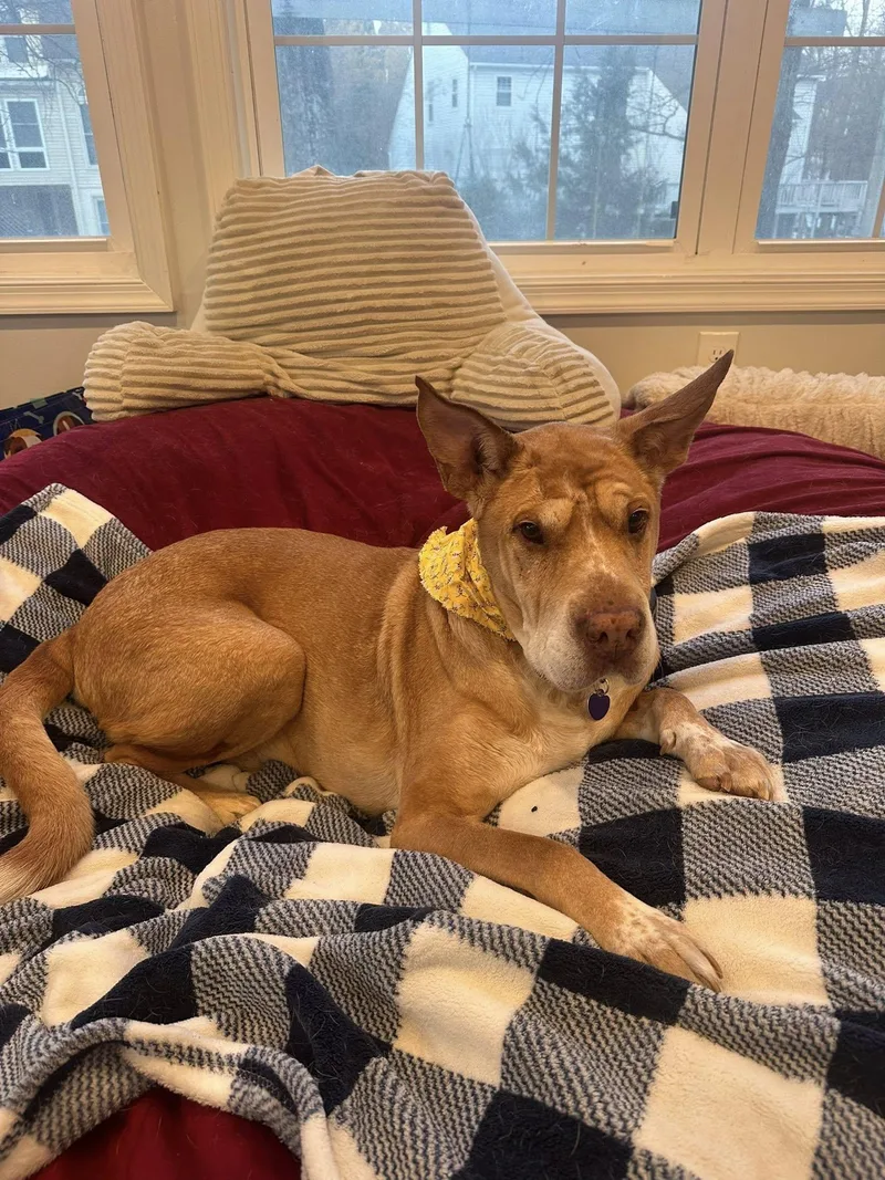 Danny Boy thumbnail 6