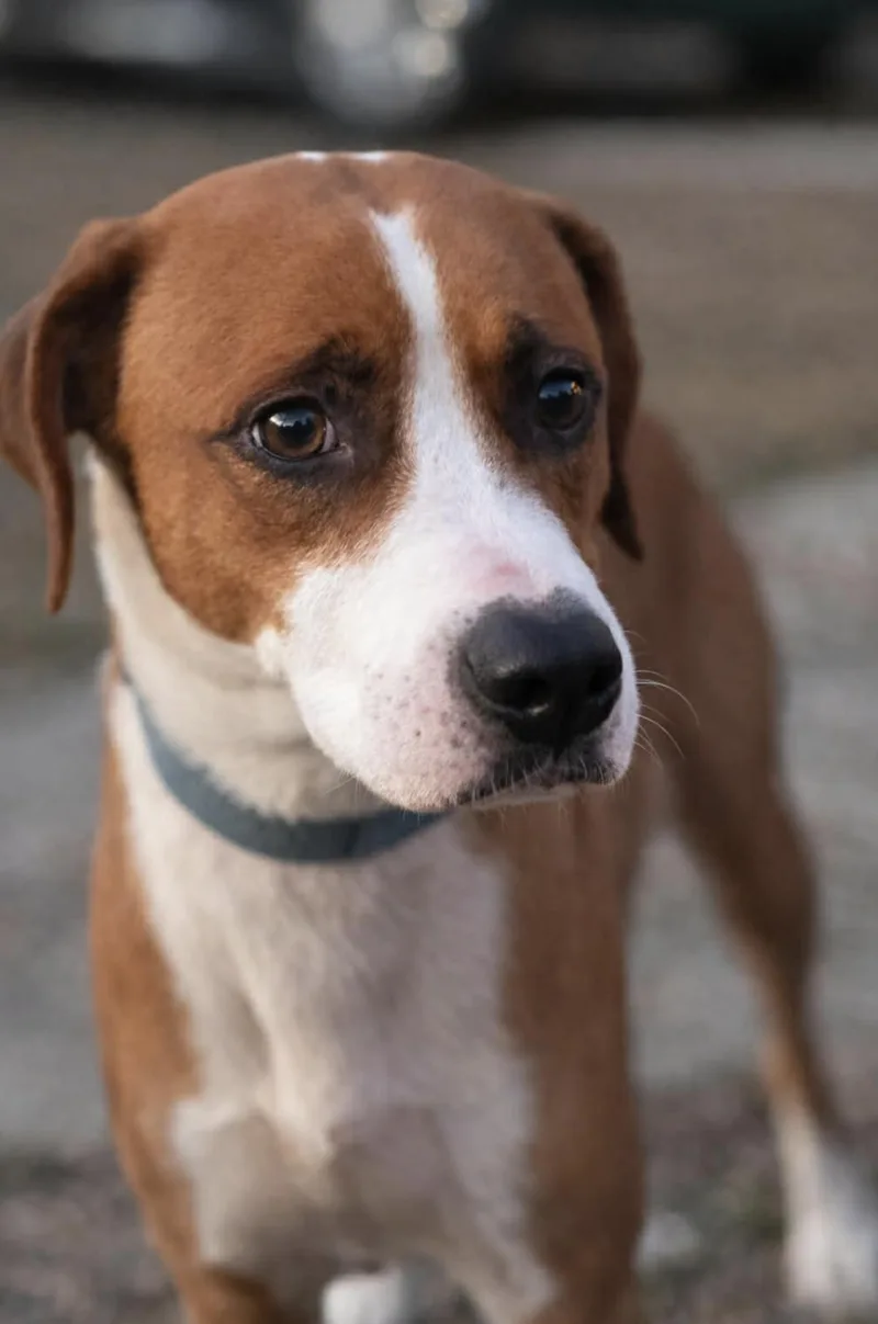 Scarlett thumbnail 4