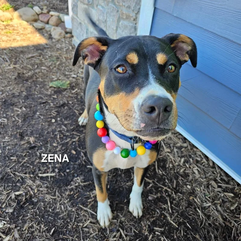 Zena thumbnail 2