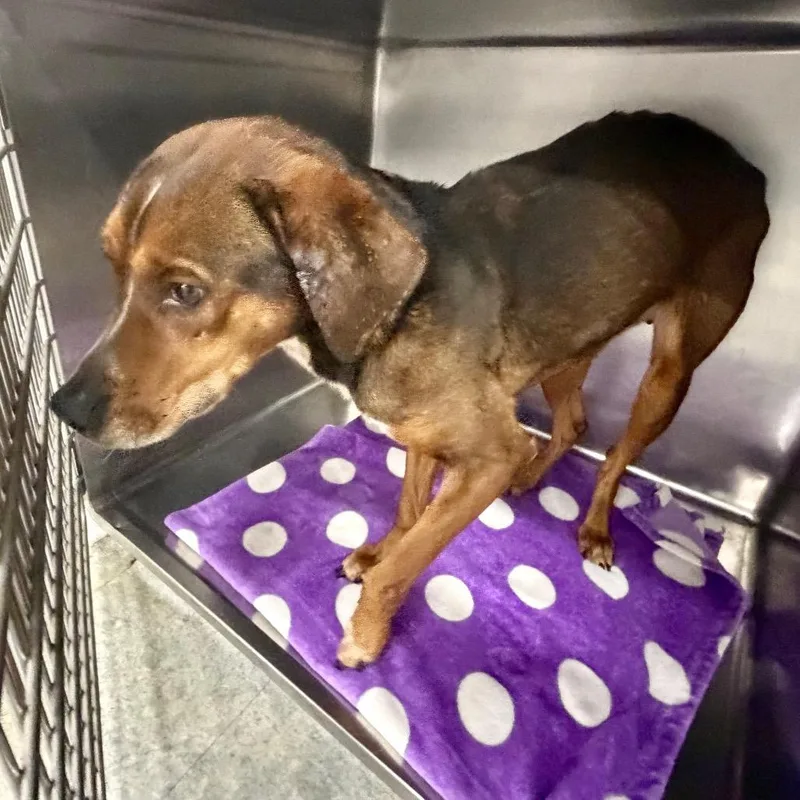 Sarabell thumbnail 3