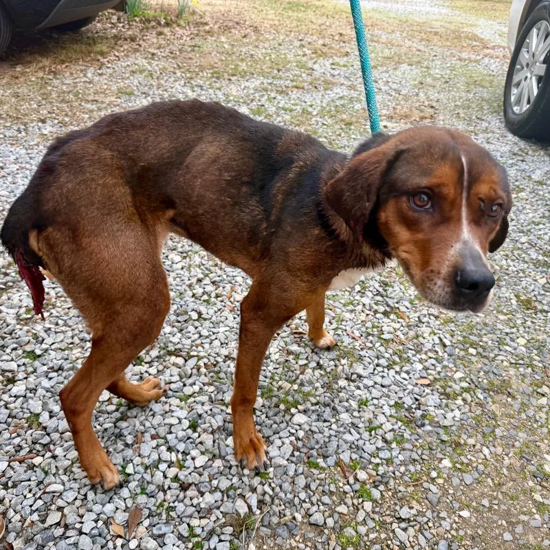 Sarabell thumbnail 4