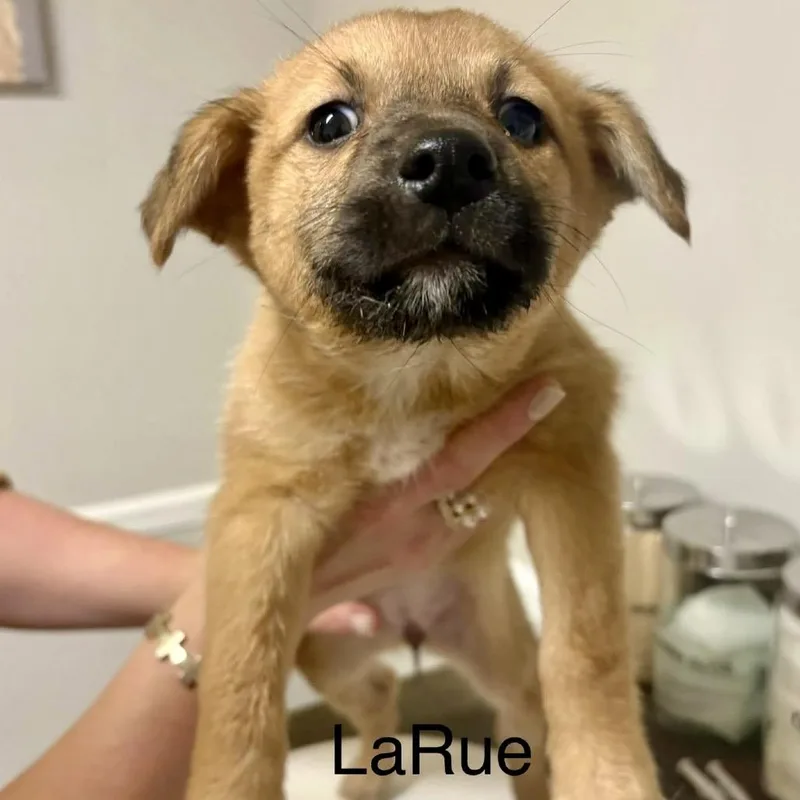 Larue