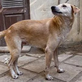 Mr. Happy Gary thumbnail 2