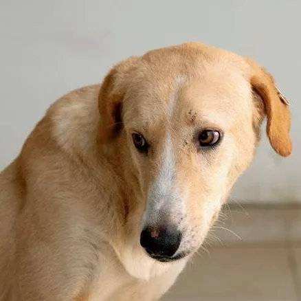 Mr. Happy Gary thumbnail 5