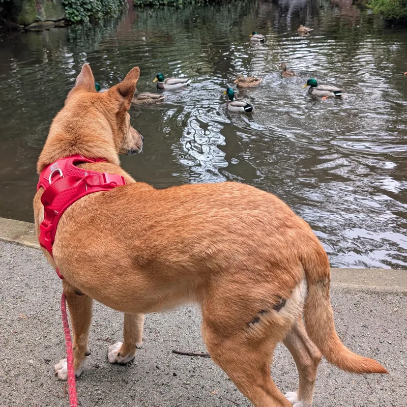 Ms. Marvelous Tarcin thumbnail 2