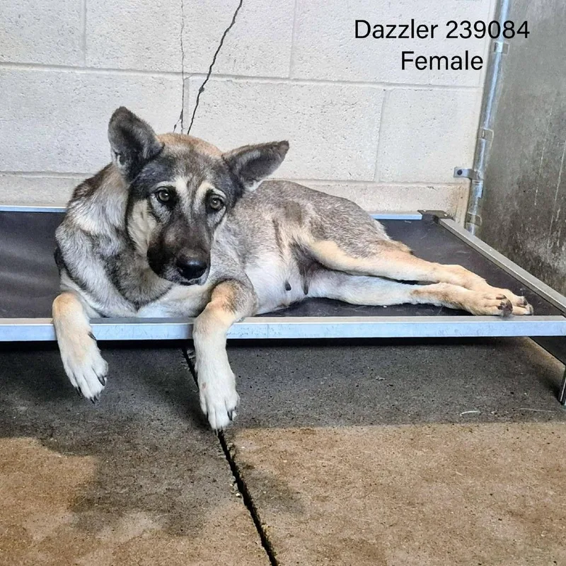 Dazzler thumbnail 2
