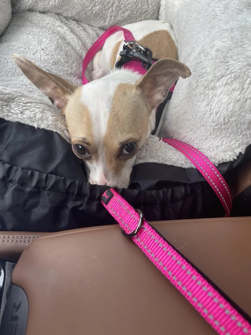 Cinnamon thumbnail 2