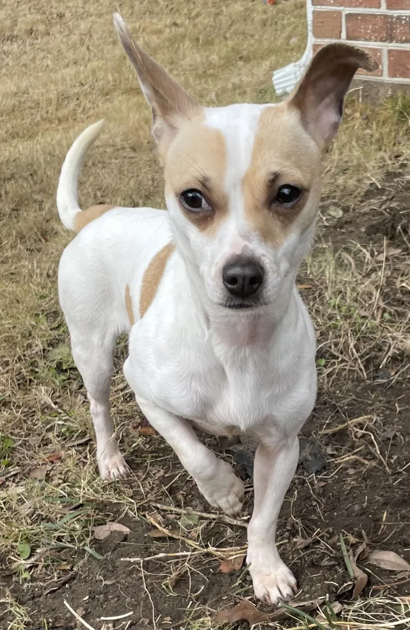 Cinnamon thumbnail 3