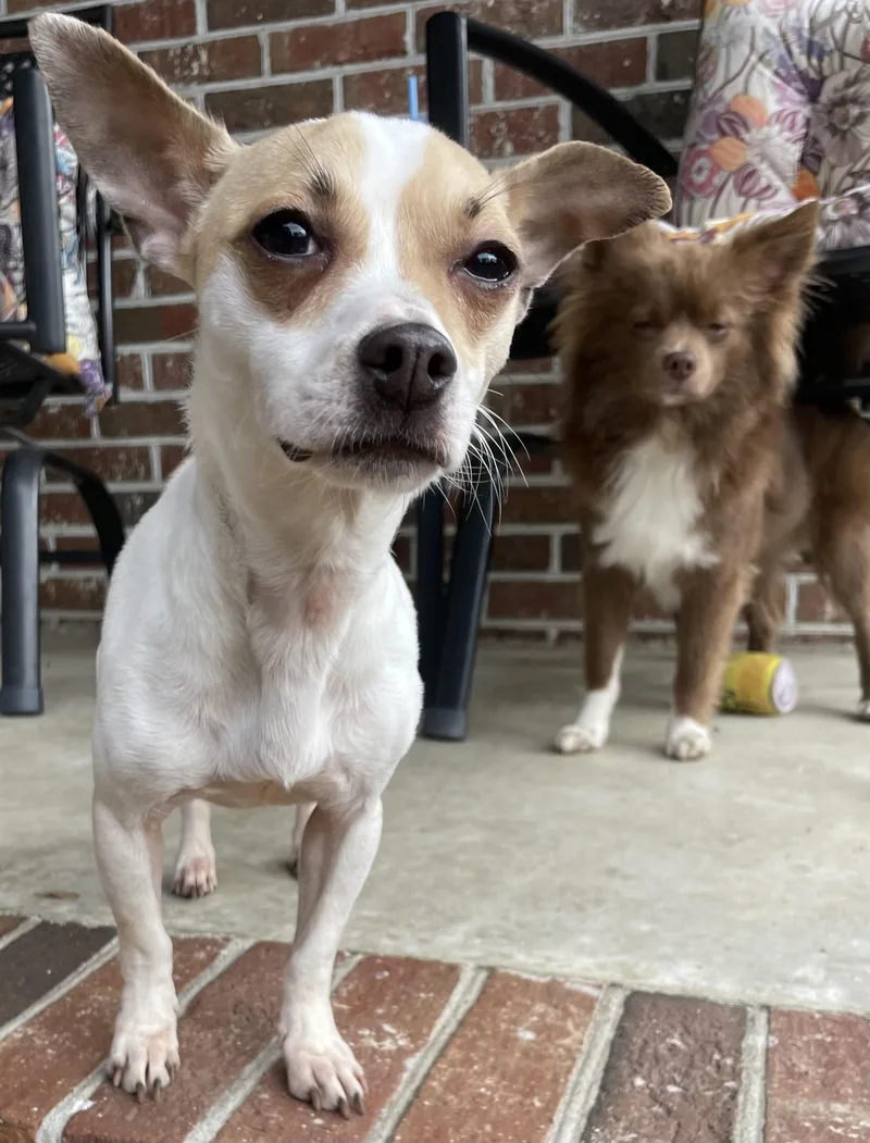 Cinnamon thumbnail 4