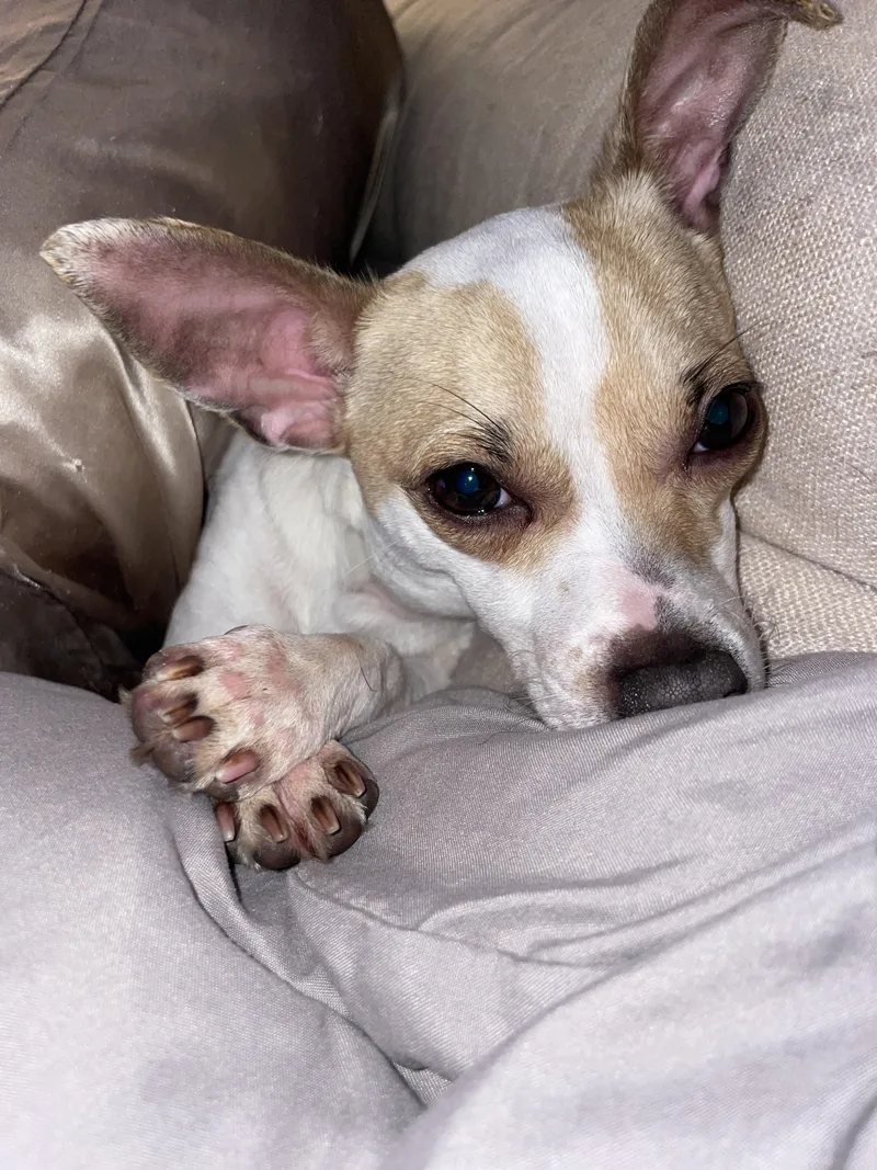 Cinnamon thumbnail 5