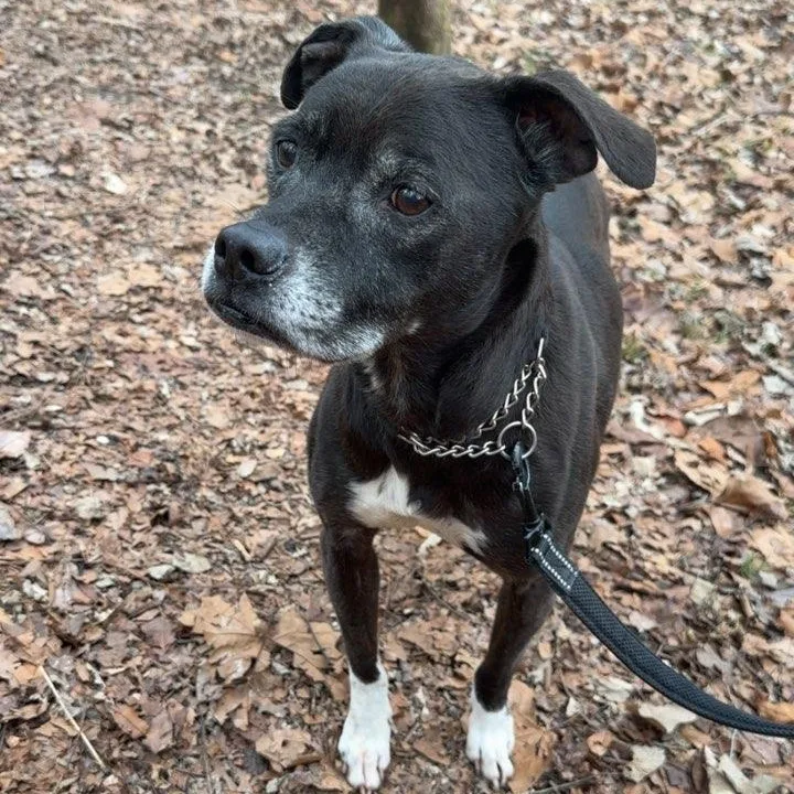 Mr. Apollo thumbnail 2