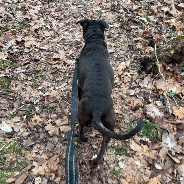 Mr. Apollo thumbnail 3