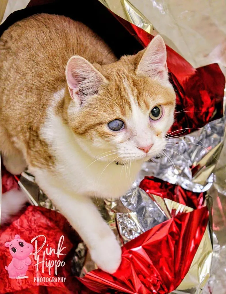 Dipper Pines thumbnail 2