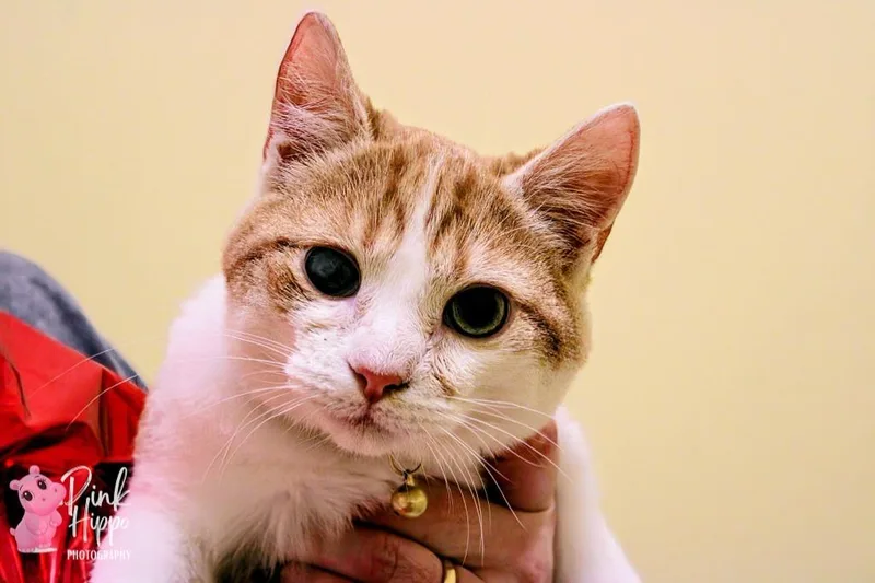 Dipper Pines thumbnail 3