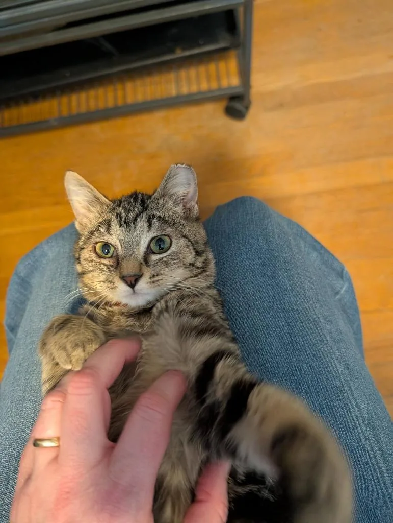 Mabel Pines thumbnail 3