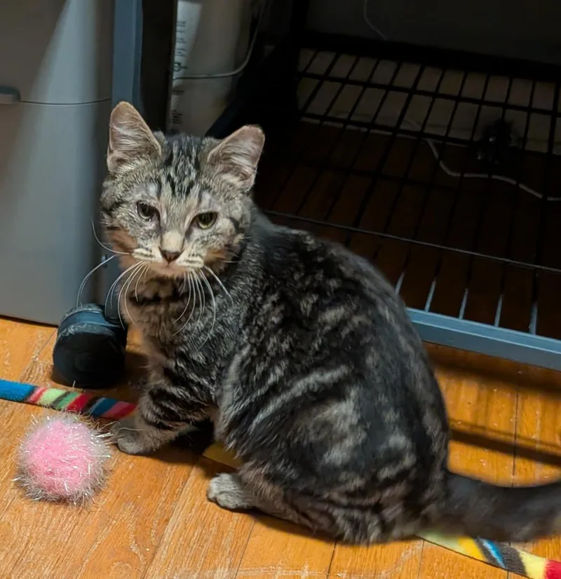 Mabel Pines thumbnail 4