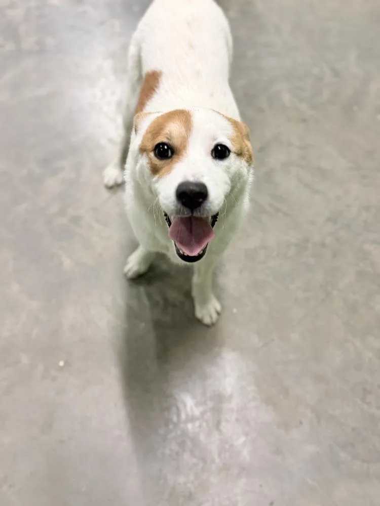 A baby large-sized female Saint Bernard dog named Curling for adoption in Elmsford, NY
