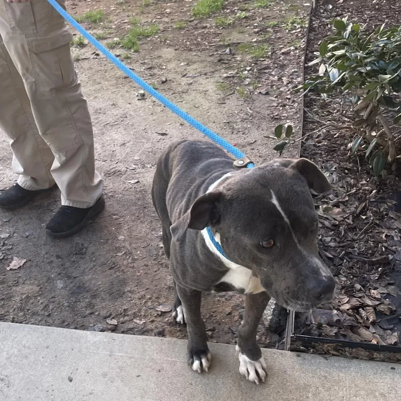 Miss Girl thumbnail 3