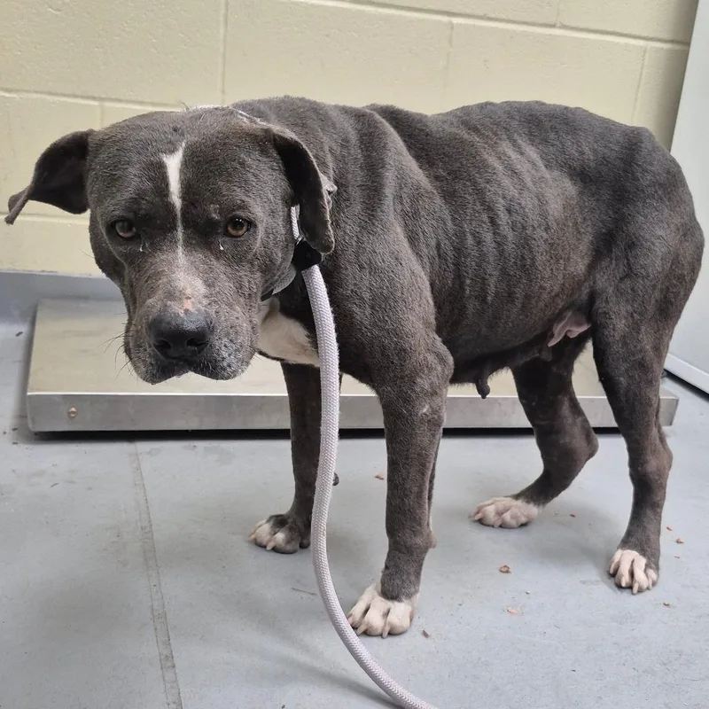 Miss Girl thumbnail 5