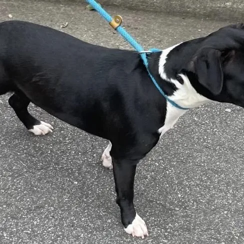 Moonwalk thumbnail 2