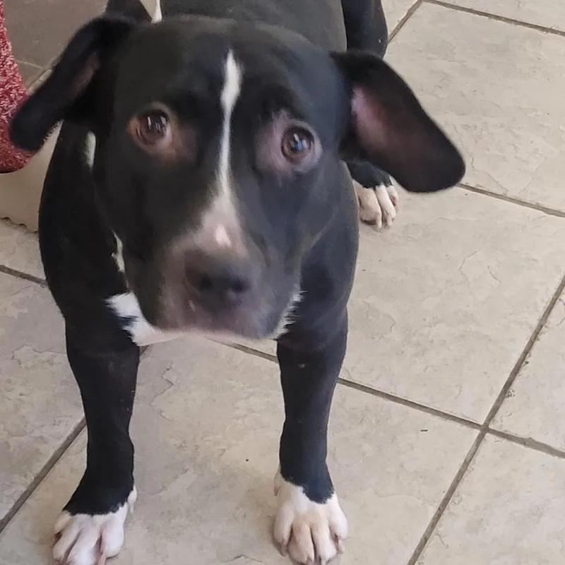 Moonwalk thumbnail 4