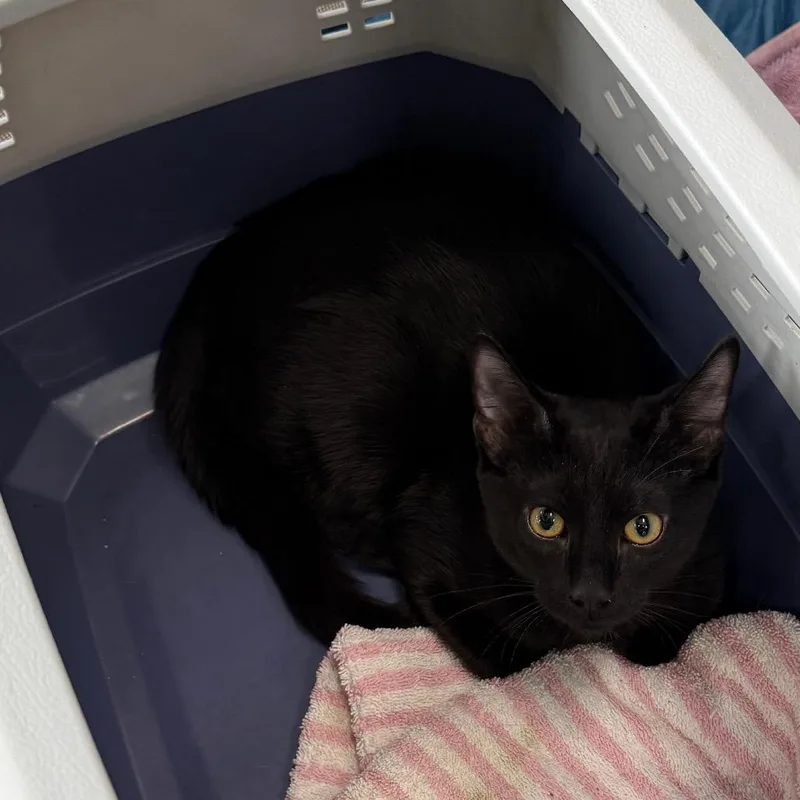 Pinecone thumbnail 2