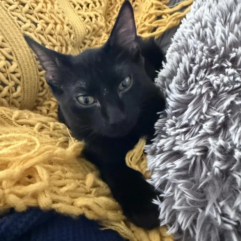 Pinecone thumbnail 3