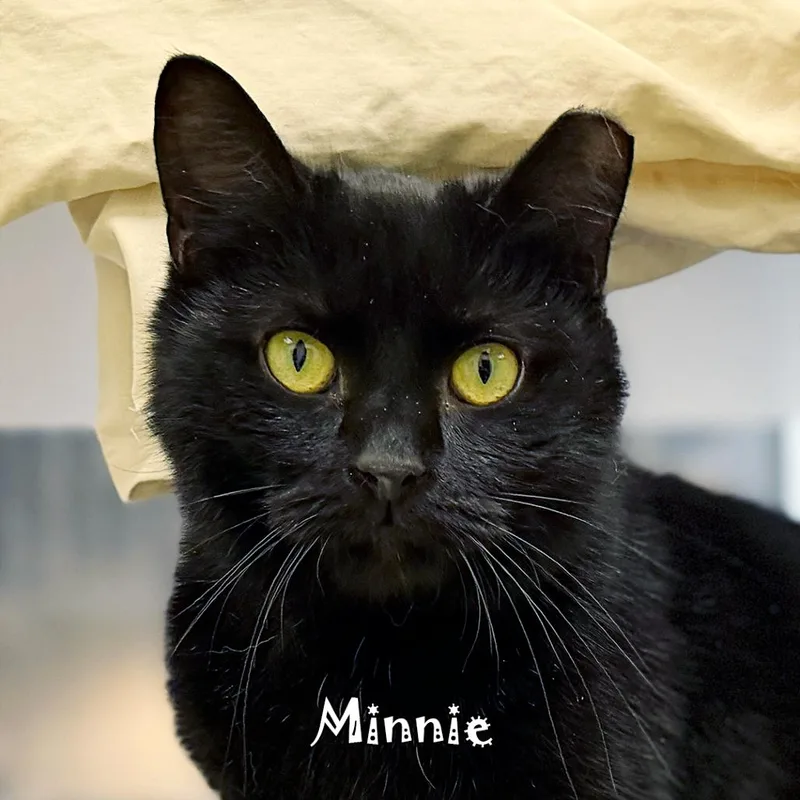 Minnie @ Pet Supplies