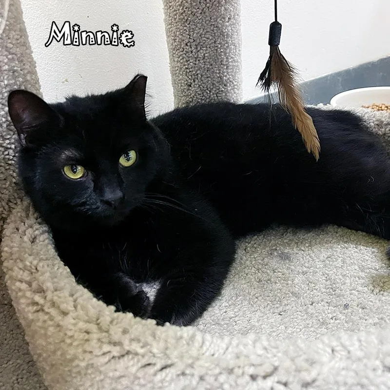 Minnie @ Pet Supplies thumbnail 2